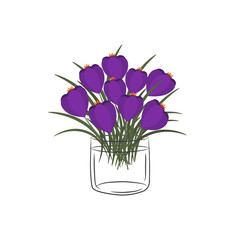 Crocuses in a glass cup. Bouquet of spring flowers. Floral composition. Vector illustration on a white background