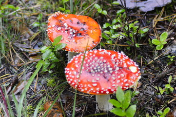 toadstools - poisonous mushrooms © Tomek