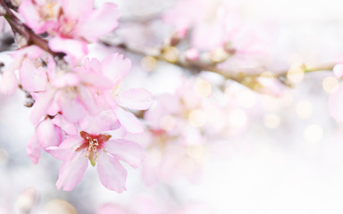 Obraz premium Fresh flowers. Spring background.