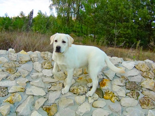 White shaggy kind smart loyal Labrador dog