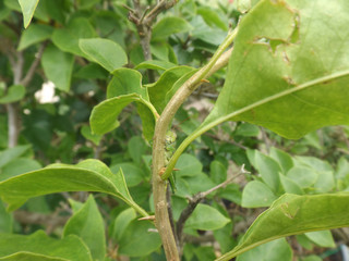 Grasshopper on a branch.