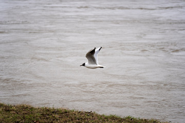 Fototapeta na wymiar Seagull at the Danube in Vienna, Austria