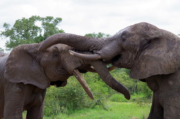 Elephants fighting