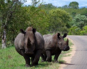 Rhinos oin the bush, South Africa