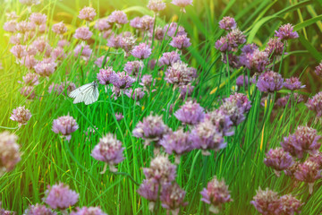 white butterfly sits on a lilac flower. warm summer day.