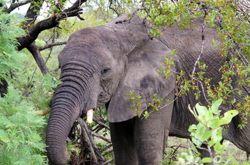 Elephant closeup