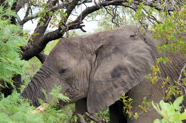 Elephant closeup
