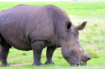 Rhinoceros in the bush, South Africa
