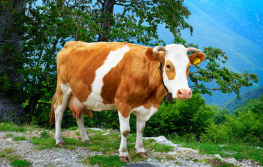 Fototapeta na wymiar White Brown Cow