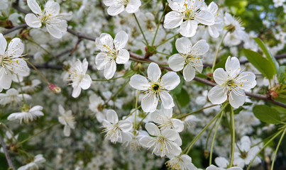 Beautiful branch of spring blooming cherry tree