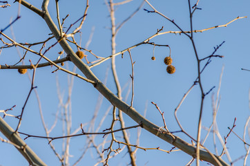 Canopy of deciduous trees in winter