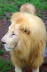 Lion male closeup