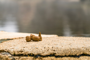 Poop of Snow Monkey on the edge of the Hot Spring bathtub among Snowy Mountain in Jigokudani Snow...
