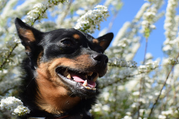 Dog on the background of a flowering white shrub and blue sky.