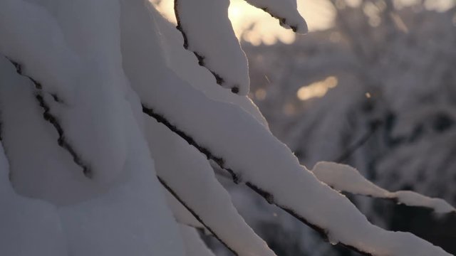 Snow falling at sunset on a background of snowy branches