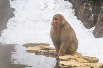 Japanese Snow Monkeys stay around the hot spring among snowy mountain in Jigokudani Snow Monkey Park (JIgokudani-YaenKoen) at Nagano Japan on Feb. 2019.