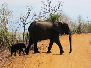 Elephant with a small baby elephant, wild animals