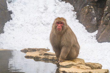 Naklejka premium Japanese Snow Monkeys stay around the hot spring among snowy mountain in Jigokudani Snow Monkey Park (JIgokudani-YaenKoen) at Nagano Japan on Feb. 2019.