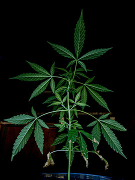 cannabis plant on black background