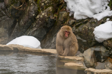 Obraz premium Japanese Snow Monkeys stay around the hot spring among snowy mountain in Jigokudani Snow Monkey Park (JIgokudani-YaenKoen) at Nagano Japan on Feb. 2019.