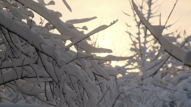 Snow falling at sunset on a background of snowy branches