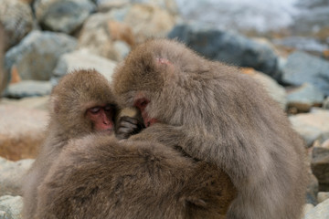 Japanese Snow Monkeys stay around the river among snowy mountain in Jigokudani Snow Monkey Park...