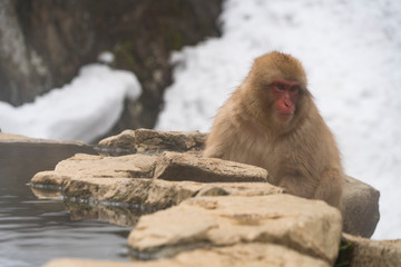 Japanese Snow Monkeys stay around the Hot spring among snowy mountain in Jigokudani Snow Monkey Park (JIgokudani-YaenKoen) at Nagano Japan on Feb. 2019.