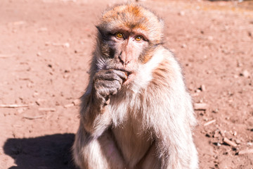 Monkey in Morocco