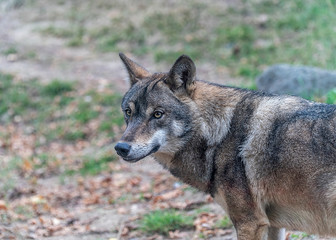 Naklejka na ściany i meble Portrait of a grey wolf (Canis Lupus).