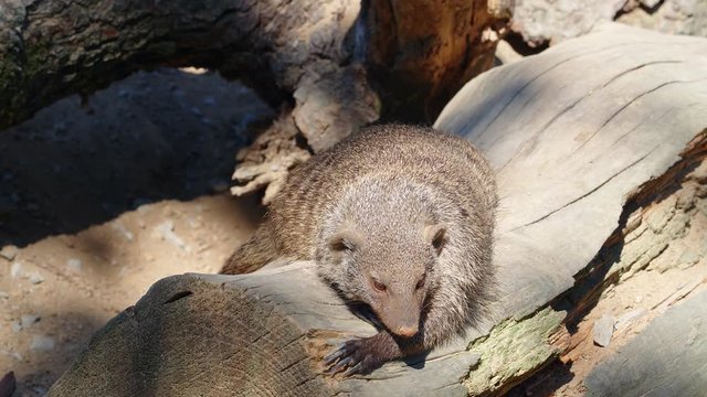Banded mangooses family, 4k