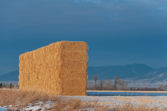Hay bales in a field