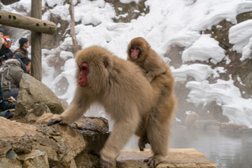 Mother and baby Japanese Snow Monkeys stay around the hot spring among Snowy Mountain in Jigokudani Snow Monkey Park (JIgokudani-YaenKoen) at Nagano Japan on Feb. 18 2019.