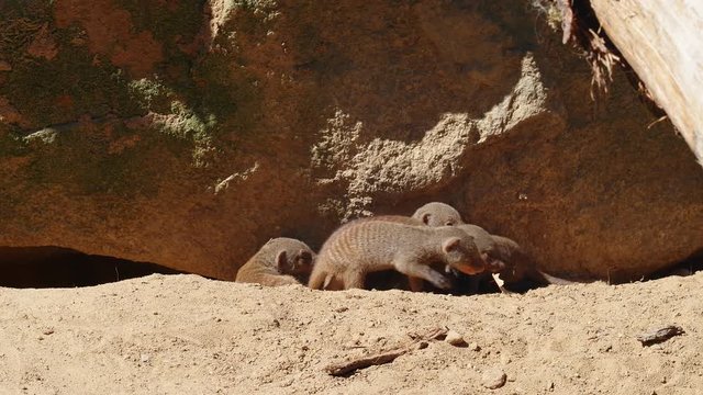 Banded mangooses family, 4k