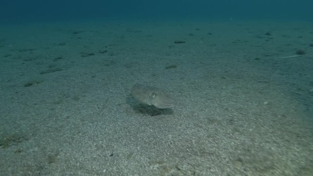 European common cuttlefish (Sepia officinalis) swim over sandy bottom in the night. Mediterranean Sea, Greece
