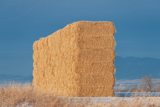 hay bales in the field
