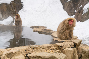 Obraz premium Japanese Snow Monkeys stay around the hot spring among snowy mountain in Jigokudani Snow Monkey Park (JIgokudani-YaenKoen) at Nagano Japan on Feb. 2019.