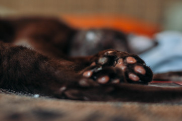 Cat sleeping on the couch 