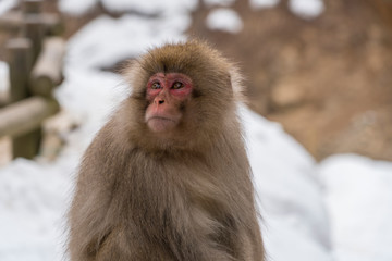 A Japanese Snow monkey stays on snowy mountain in Jigokudani Snow Monkey Park (JIgokudani-YaenKoen) at Nagano Japan on Feb. 2019.