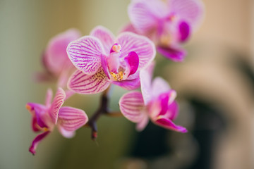 Naklejka na ściany i meble Close-up of beautiful pink phalaenopsis orchid flower blooms
