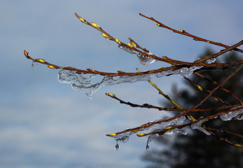 On the branches of the tree had buds and glistening ice