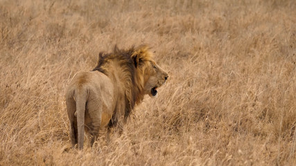 A large adult lion opened its mouth by turning its head while in the dry grass of Tanzania’s wildlife