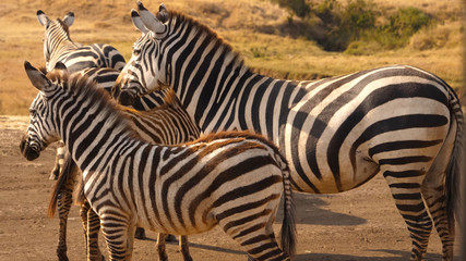 Fototapeta na wymiar A herd of zebras standing close by in the wild of South Africa