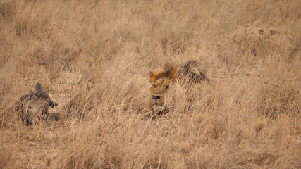A large adult lion sits peacefully next to a wild boar in the savannah of Tanzania