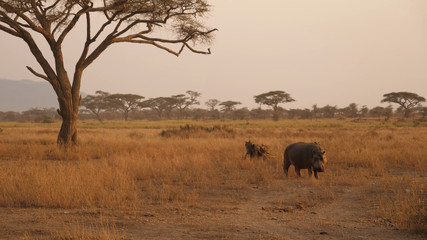 Obraz premium One hippopotamus next to a small number of trees in the wildlife of Tanzania