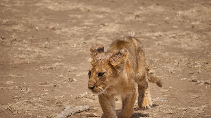 Little lion walks on an empty road without grass in the wild of Tanzania