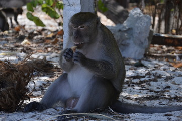 monkeys in thailand