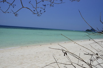 tree on beach