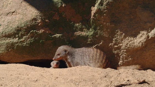 Banded mangooses family, 4k
