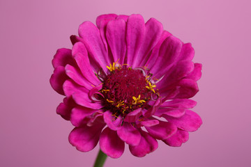 Bright pink zinnia flower isolated on pink background.