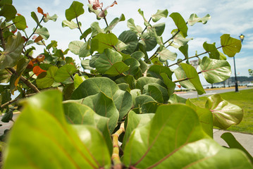 Fauna Flora Panama Hut Blume Hibiskus blühende Pflanze